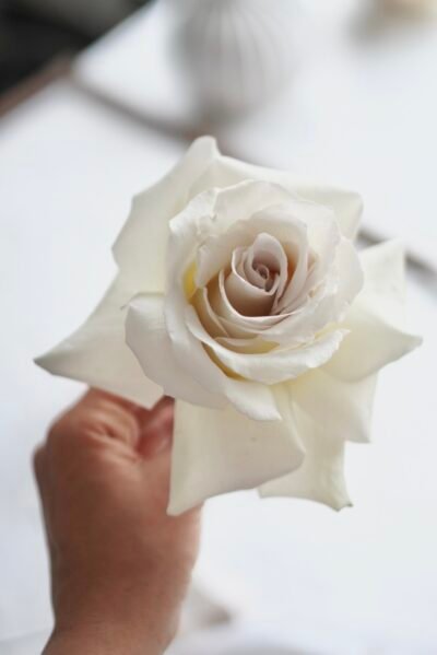 IMG_1647-400×599