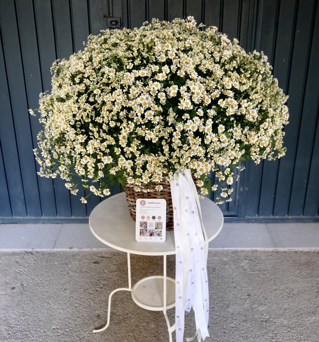 Composición de margaritas en cesta