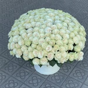 200 rosas blancas en caja