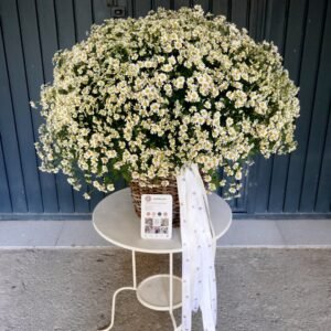 Composición de margaritas en cesta